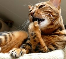 Bengal cat photo 3