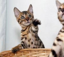 Bengal cat photo 1