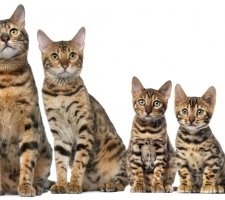 Bengal cat photo 8
