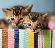 Bengal cat photo 2