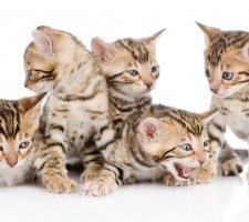 Bengal cat photo 5