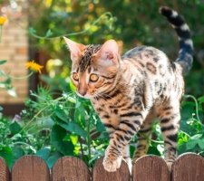 Bengal cat photo 9
