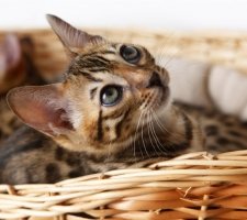 Bengal cat photo 4