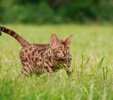 Bengal cat photo 6