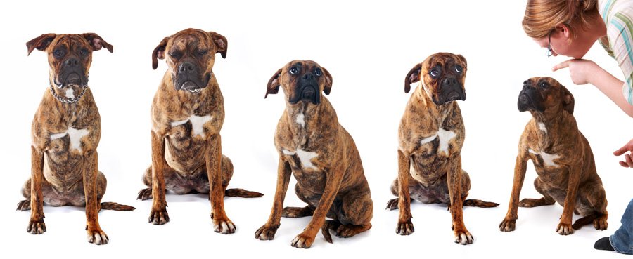 ajarkan perintah anjing