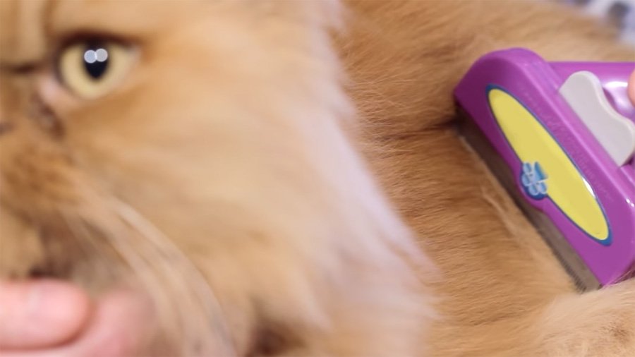 Furminator untuk kucing