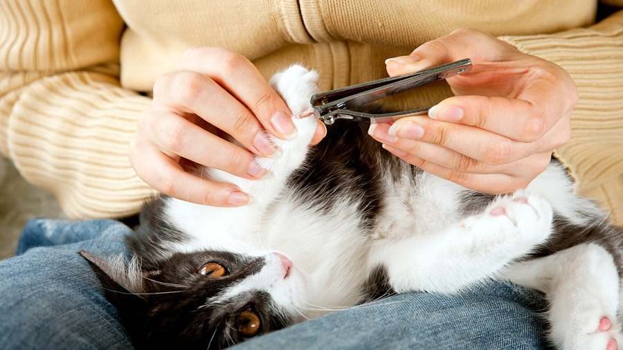 Cara memotong kuku kucing