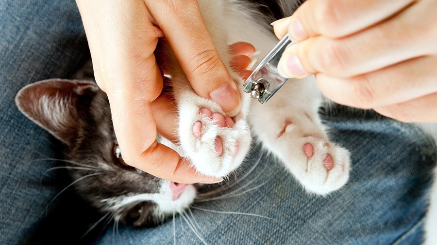 Cara memotong kuku kucing