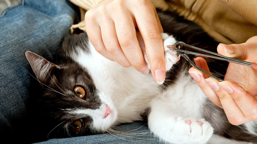 Cara memotong kuku kucing