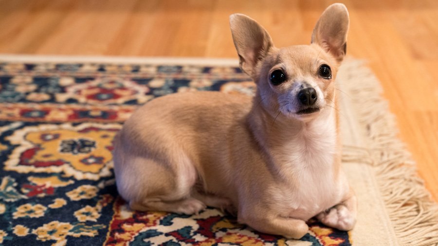 Rusa Jenis Chihuahua
