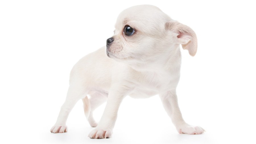 Chihuahua type cobie