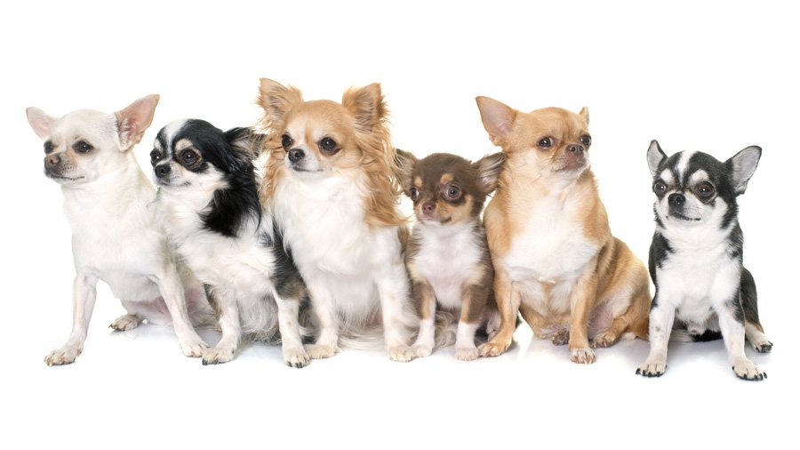 Jenis Chihuahua