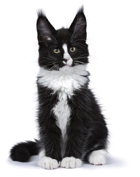Hitam dan Putih Maine Coon Kitten