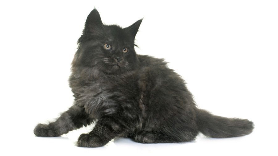 Maine Coon warna asap hitam