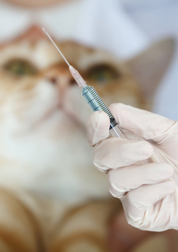 Untuk memberi suntikan pada kucing