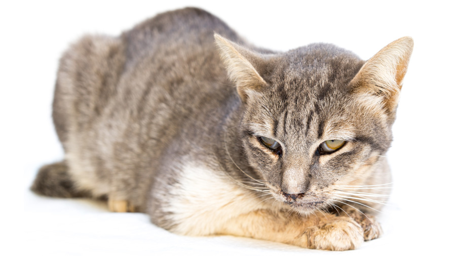 Kucing itu menderita calcivirosis