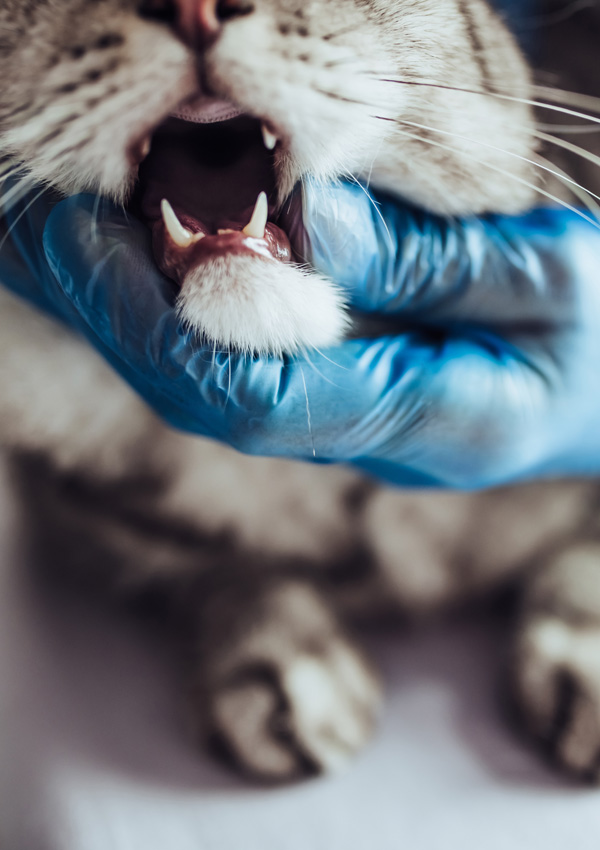 Dokter hewan dan kucing