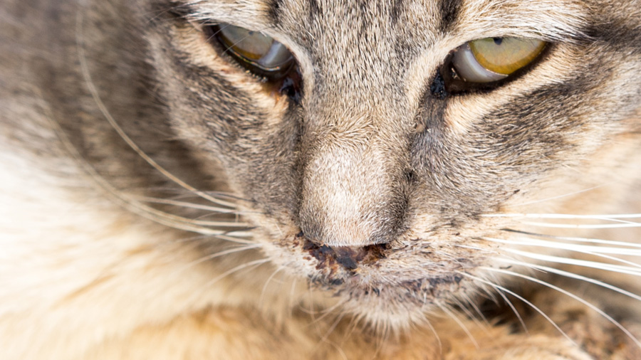 Calcivirosis pada kucing