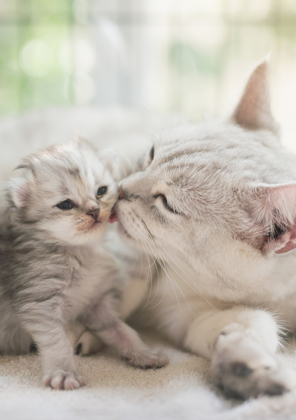 Kucing mencium anak kucing