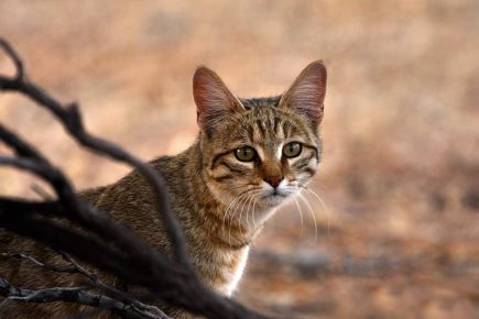 Kucing Libya