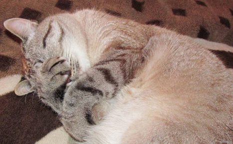 Kucing menutupi hidungnya dengan cakarnya