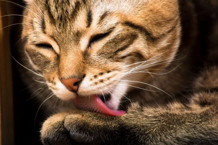 kucing sedang mencuci