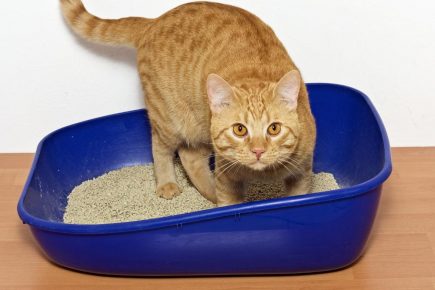 kucing di nampan