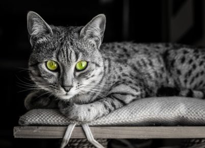 mau