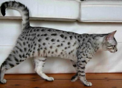 mau