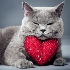 kucing dan hati