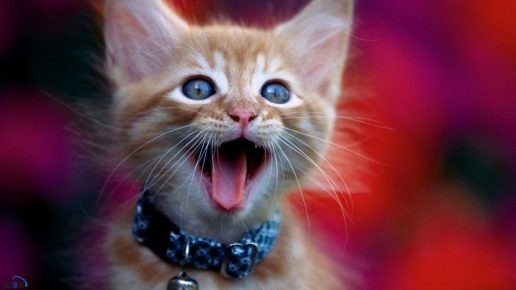 anak kucing mengeong