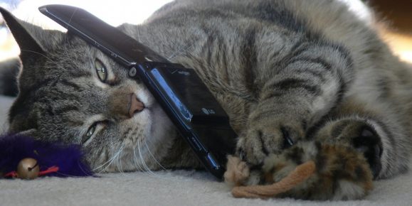 kucing sedang berbicara