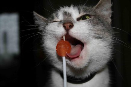 kucing dan permen lolipop