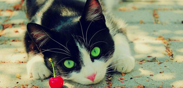 kucing