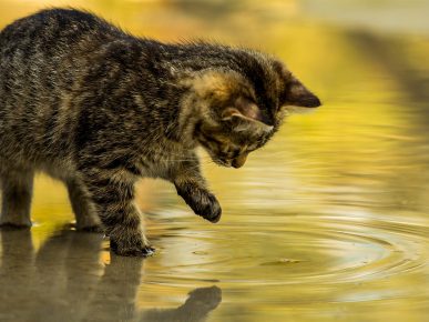 kucing dan air