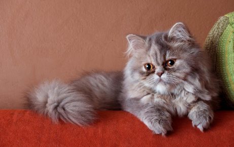 Kucing Persia