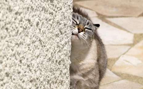 kucing menggosok dinding