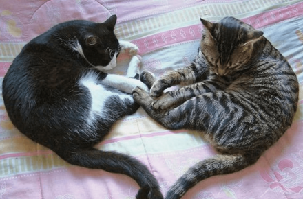kucing