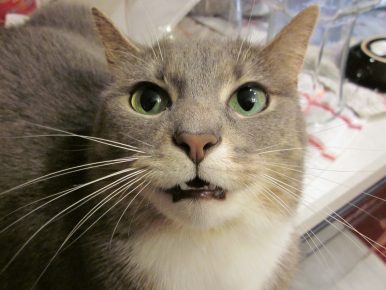 kucing mengendus