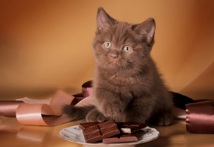 kucing dengan cokelat