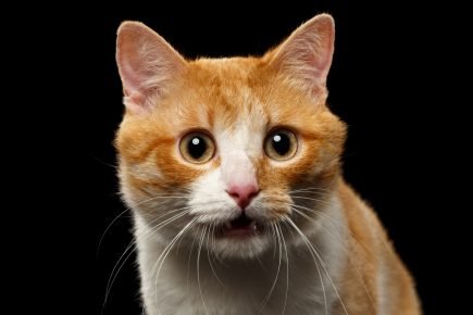 kucing mengendus