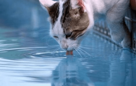kucing minum air