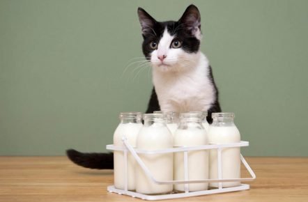 kucing dan susu