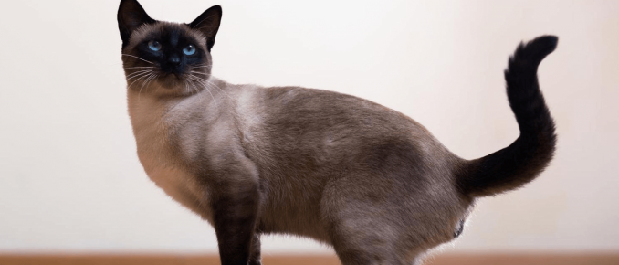 Kucing