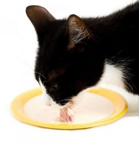 pangkuan kucing