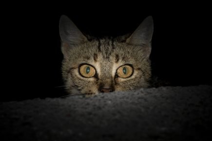 kucing saat senja