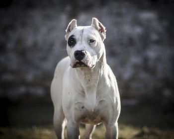 Dogo Argentino Dogo Argentino, Mastiff Argentina