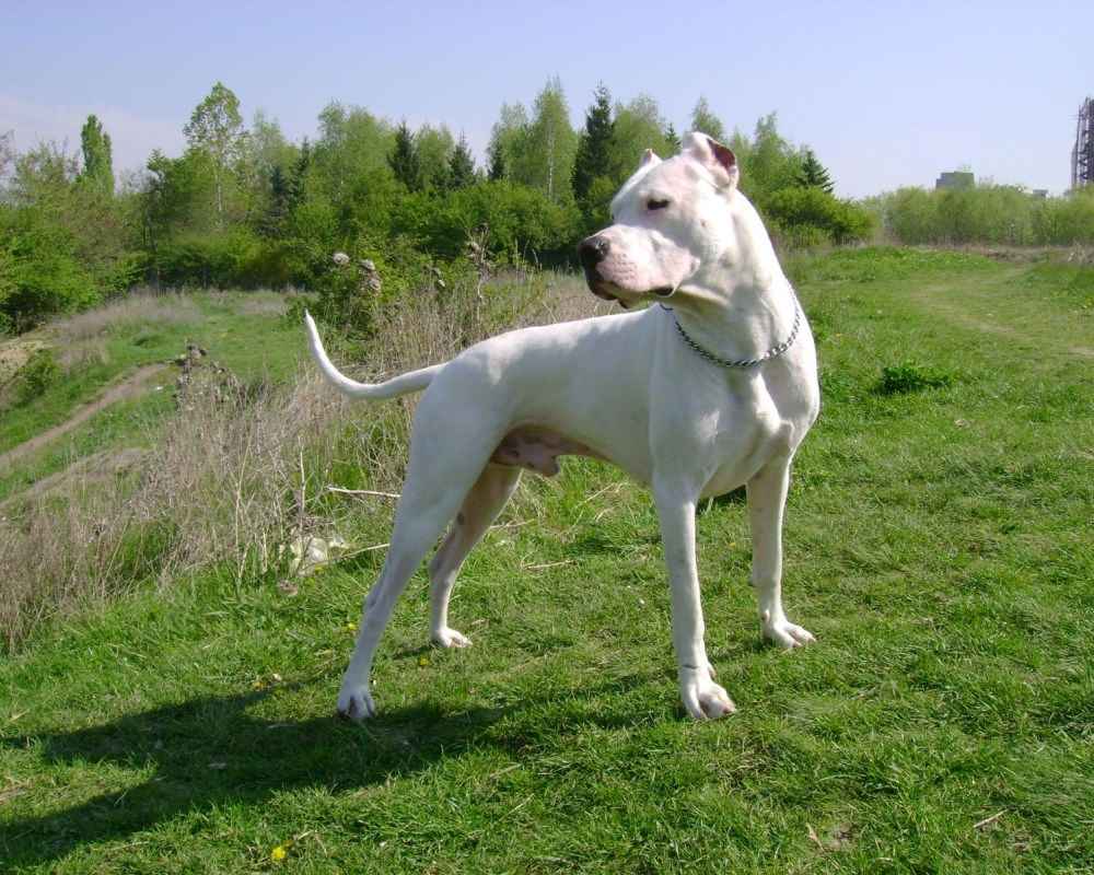dogo argentino berkembang biak