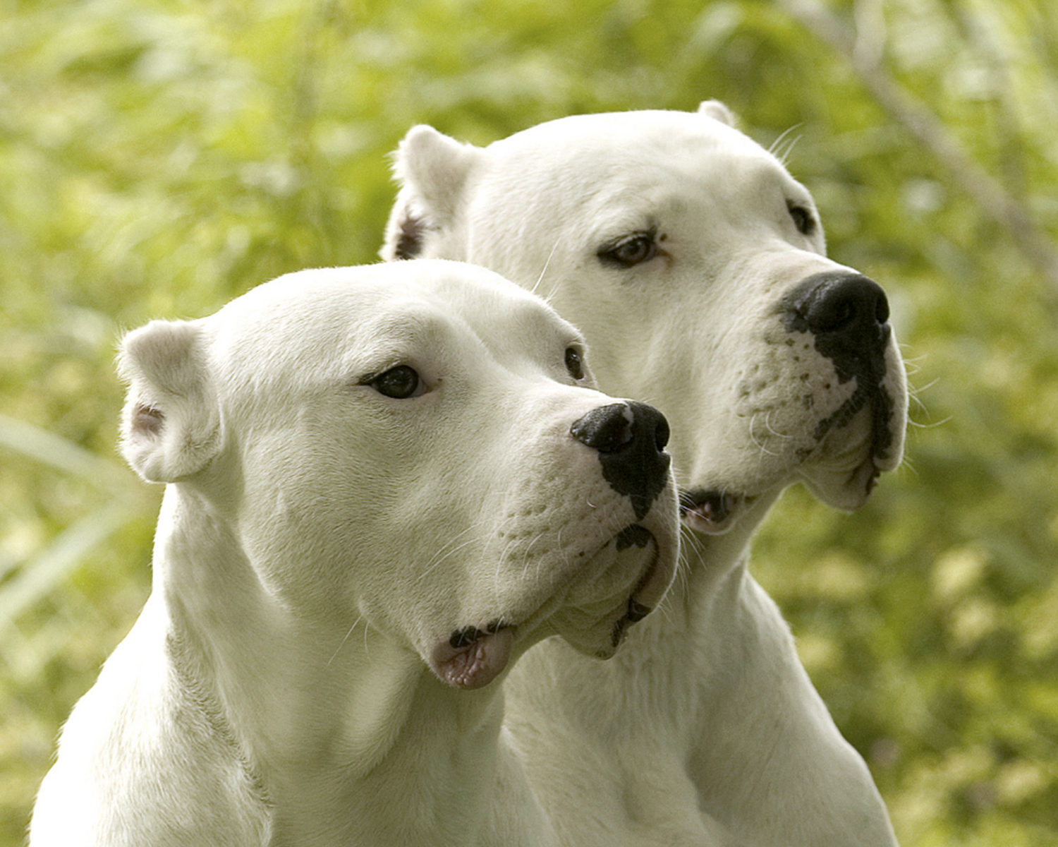 anjing ras anjing Argentina