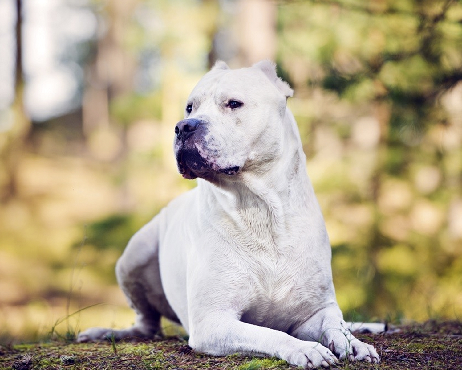 mastiff Argentina
